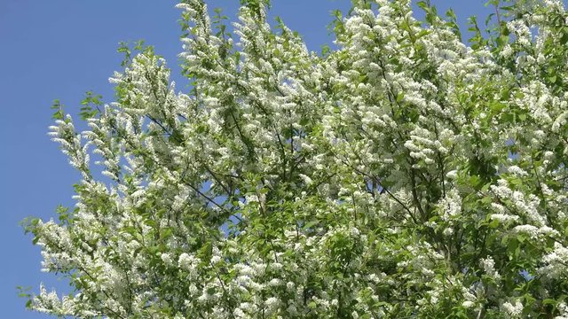 flowering bird cherry tree in the nature