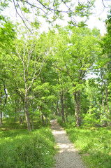 新緑の遊歩道