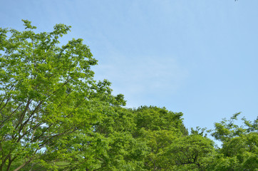 青空と新緑