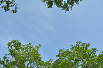 青空と新緑