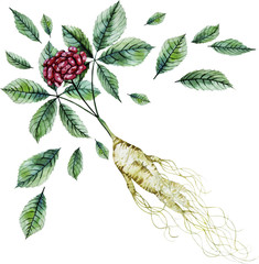 Watercolor ginseng root and berries