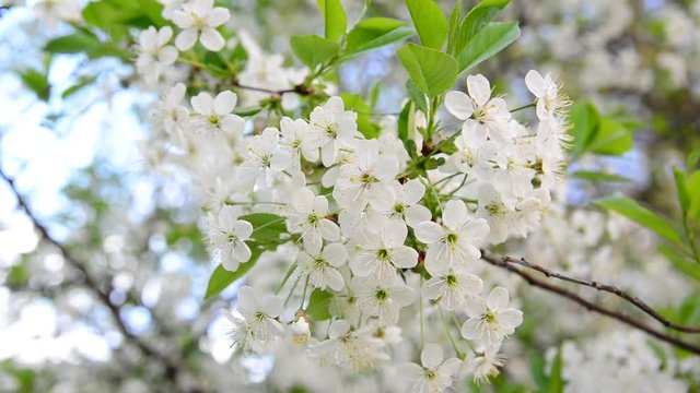 cherry tree branch with white flowers