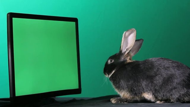 Rabbit sits and washes his face near the screen with a green background 