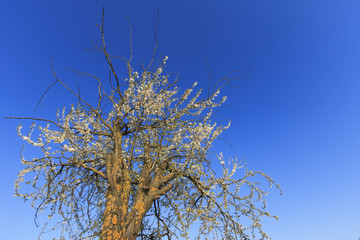Against the blue sky in spring blooming plum.
