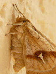 Nachtfalter, Nagelfleck