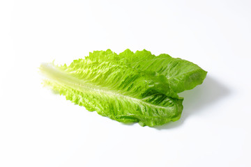 romaine lettuce leaves
