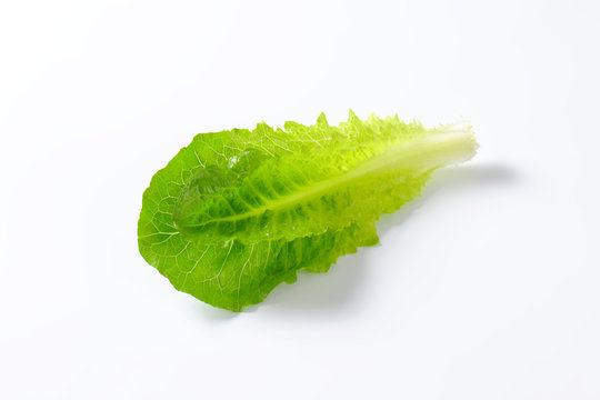 Romaine Lettuce Leaves