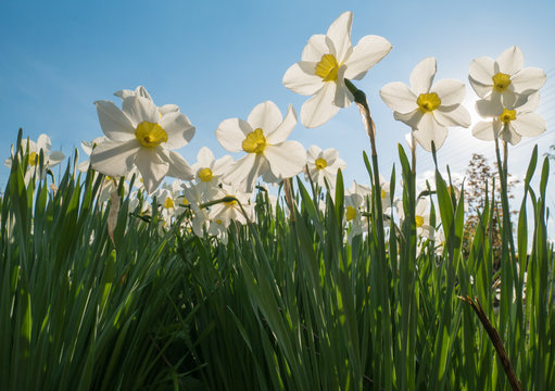 spring positive daffodiles from below