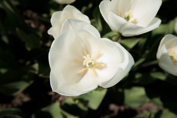 White tulip field in Holland