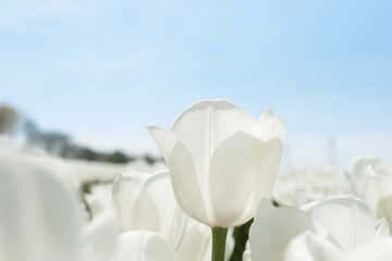 White tulip field in Holland