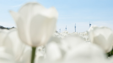 White tulip field in Holland