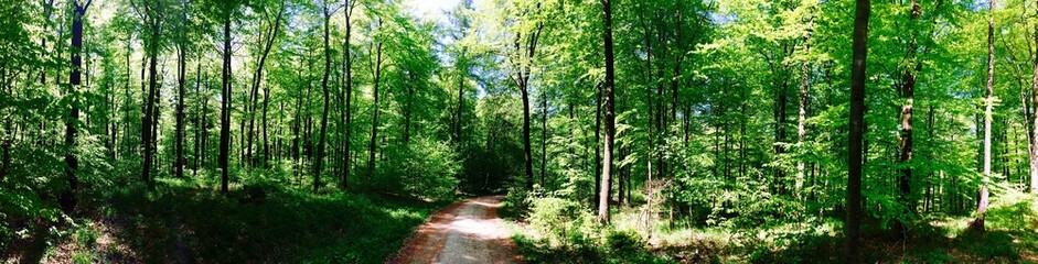 Deister im Frühling - Hannover