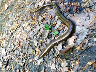 Blindschleiche im Deister - Hannover