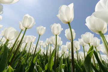 Sunny tulip field with white tulips