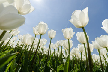 Fototapeta premium Sunny tulip field with white tulips
