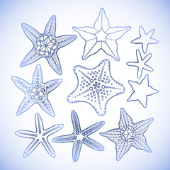 Fototapeta na wymiar Graphic starfish collection