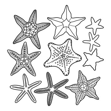 Graphic starfish collection