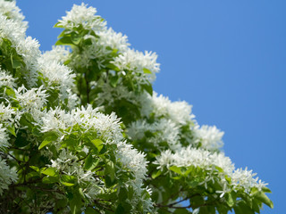 青空背景のヒトツバタゴ