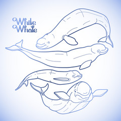 Fototapeta premium Graphic beluga whale collection