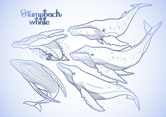 Naklejka premium Graphic humpback whales