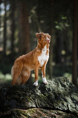 Dog Nova Scotia Duck Tolling Retriever in summer