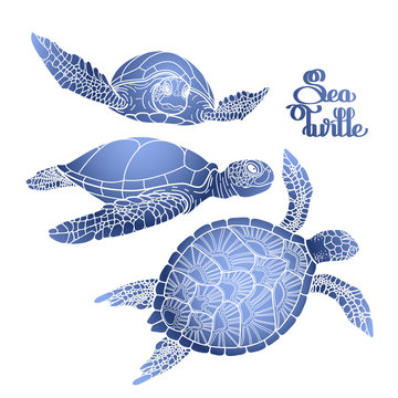Hawksbill sea turtle collection