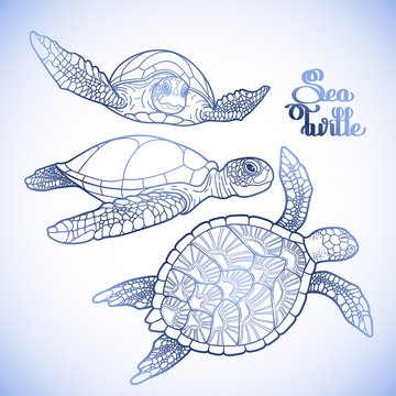 Hawksbill sea turtle collection