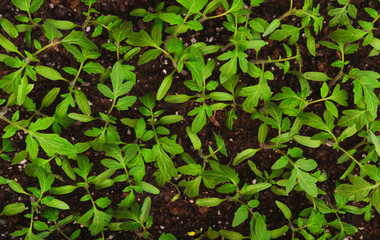 lush foliage of green tomato seedling