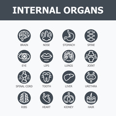 Fototapeta premium Internal organs set