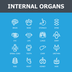 Internal organs set
