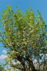 blossoming apple tree