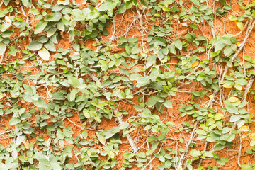 Background or texture of an orange wall.