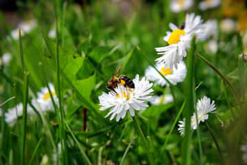Bee works on green field with flowers