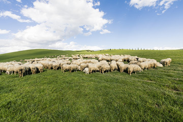 The shepherds took the sheep to their spring pasture.