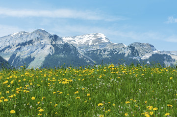 Meadow, flower field and mountain alps in Switzerland