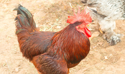 Red jungle fowl
