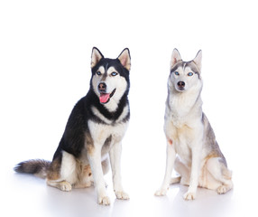 Siberian husky in studio