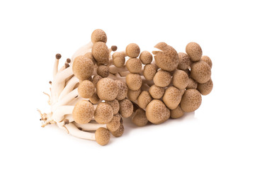 Fototapeta na wymiar shimeji mushrooms brown varieties isolated on white background