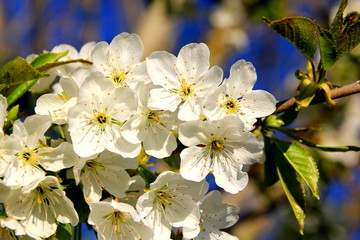 white cherry blossom