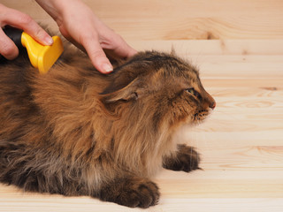 combing brush and  cat   on the wood  background