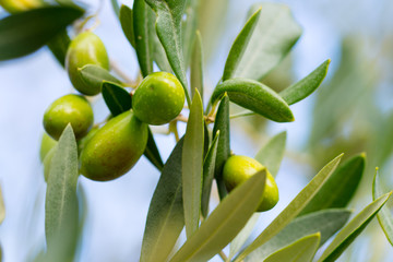 olive tree