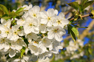 white cherry blossom tree