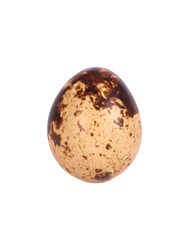 One quail egg.