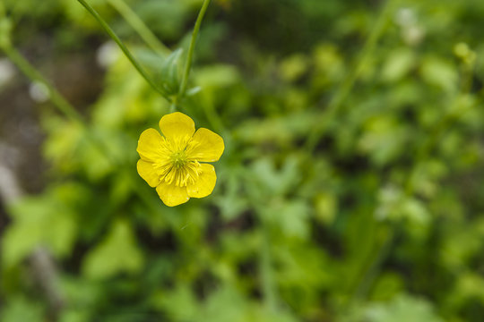 Meadow Buttercup, Night Blindness, (Ranunculus Ace L.)