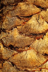 Date Palm tree trunk rough textured surface of the trunk of a date palm tree