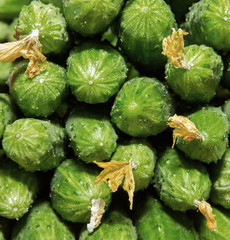 Cucumbers