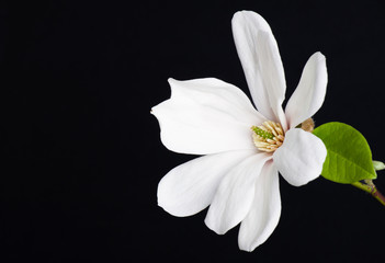 Fototapeta na wymiar white magnolia flower close-up.