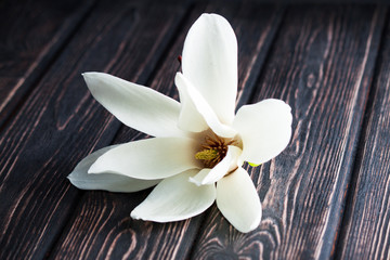 white magnolia flower close-up.