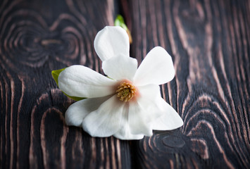 white magnolia flower close-up.