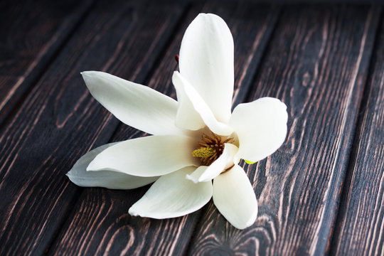 Fototapeta white magnolia flower close-up.